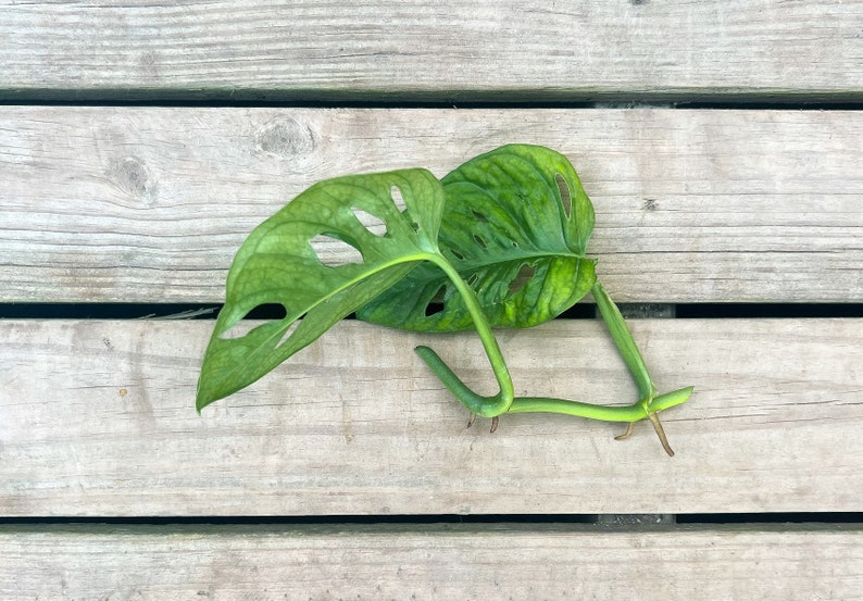 TheOddFrond Monstera Adansonii - Thumbnail 4