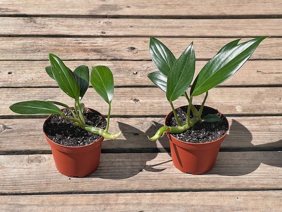 Dragon Tail Rhaphidophora in 4 or 6 Inch Pot | Indoor & Outdoor