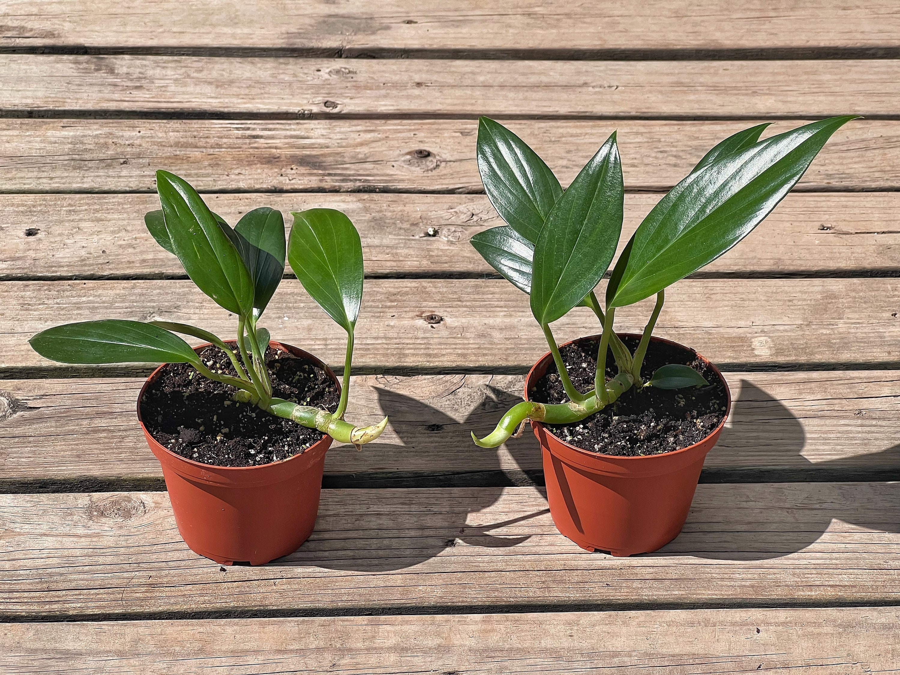 Dragon Tail Rhaphidophora in 4 or 6 Inch Pot | Indoor & Outdoor