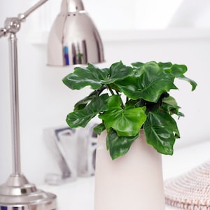 May include: A vibrant green plant with large, heart-shaped leaves sits in a pale pink ceramic vase. A silver desk lamp is positioned to the left, and the scene is set against a bright white background, creating a clean, modern aesthetic.