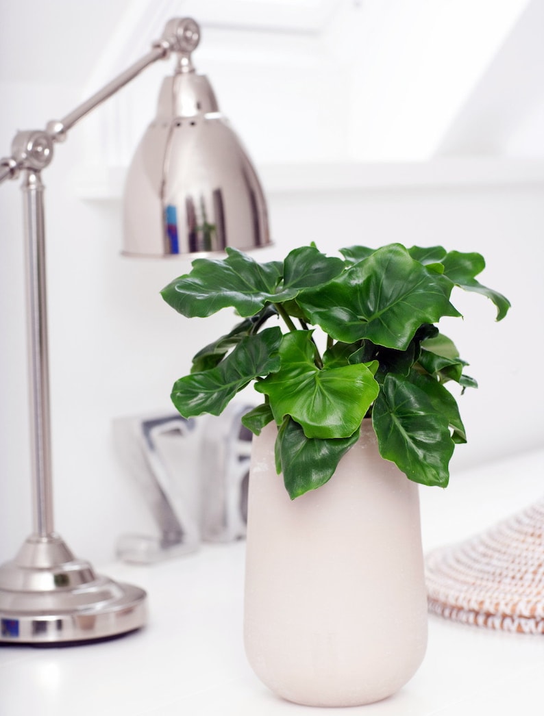 May include: A vibrant green plant with large, heart-shaped leaves sits in a pale pink ceramic vase. A silver desk lamp is positioned to the left, and the scene is set against a bright white background, creating a clean, modern aesthetic.