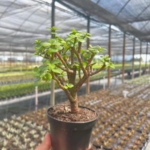 May include: A small, potted jade plant with vibrant green leaves and a brown trunk. The plant is in a black plastic pot, held in a hand. The background shows a greenhouse setting with rows of plants.