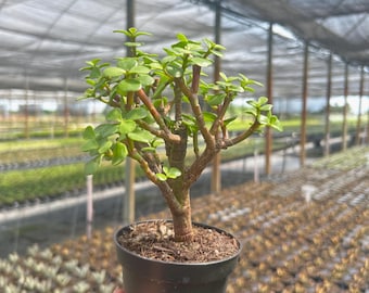 Jade Portulacaria | Bonsai Dwarf Jade Plant | Live Indoor & Outdoor Succulent House plant | Home Office Decor | Easy Care in 4” and 6" Pot