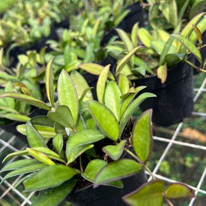 May include: Close-up of several small potted plants with vibrant green leaves and reddish-purple edges. The plants are in black pots, arranged on a white grid, suggesting a nursery or greenhouse setting. The leaves have a glossy texture.