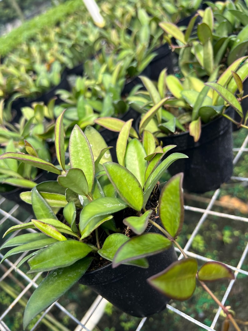 May include: Close-up of several small potted plants with vibrant green leaves and reddish-purple edges. The plants are in black pots, arranged on a white grid, suggesting a nursery or greenhouse setting. The leaves have a glossy texture.