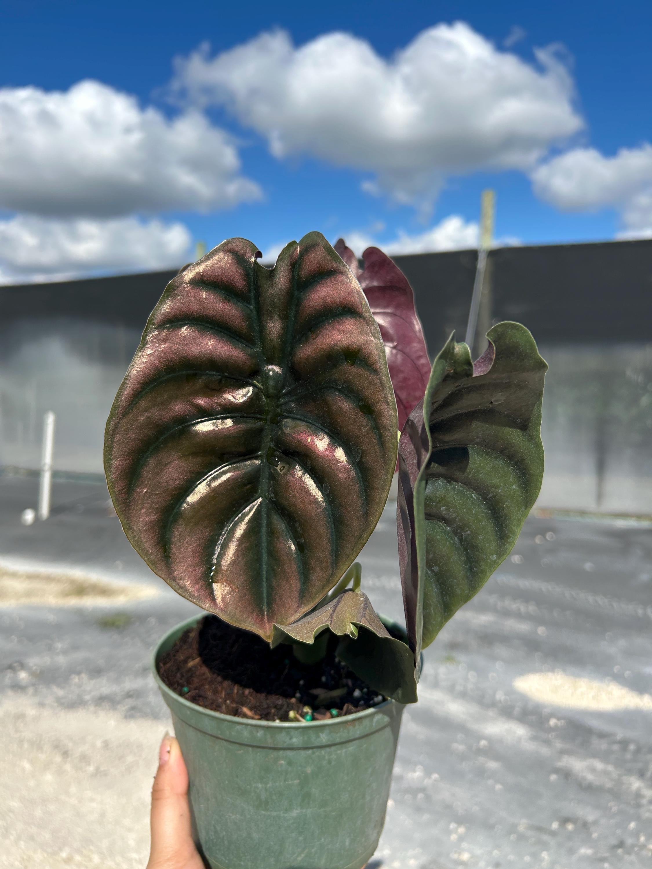 まなタス様Alocasia Cuprea Red Secret Pink Var Alocasia Cuprea 'Red Secret' Pink Variegata – Ø 12 cm - House of
