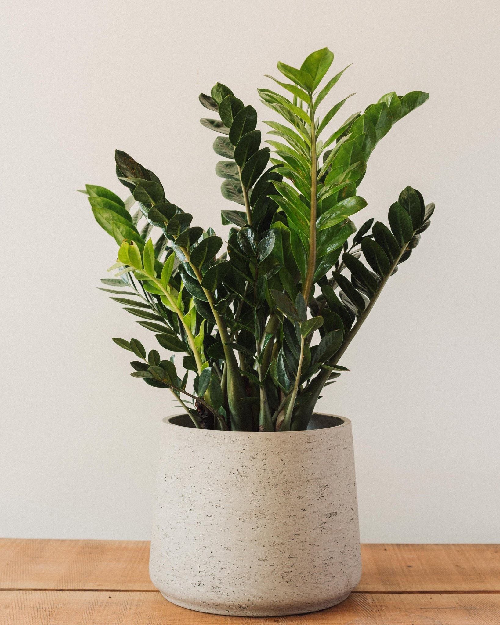 ZZ Plant With 4" Inch Pot Live Houseplant | Zamioculcas Zamiifolia | Indoor  and Outdoor Live House Plant | Rooted Easy Care Starter Plant - Etsy