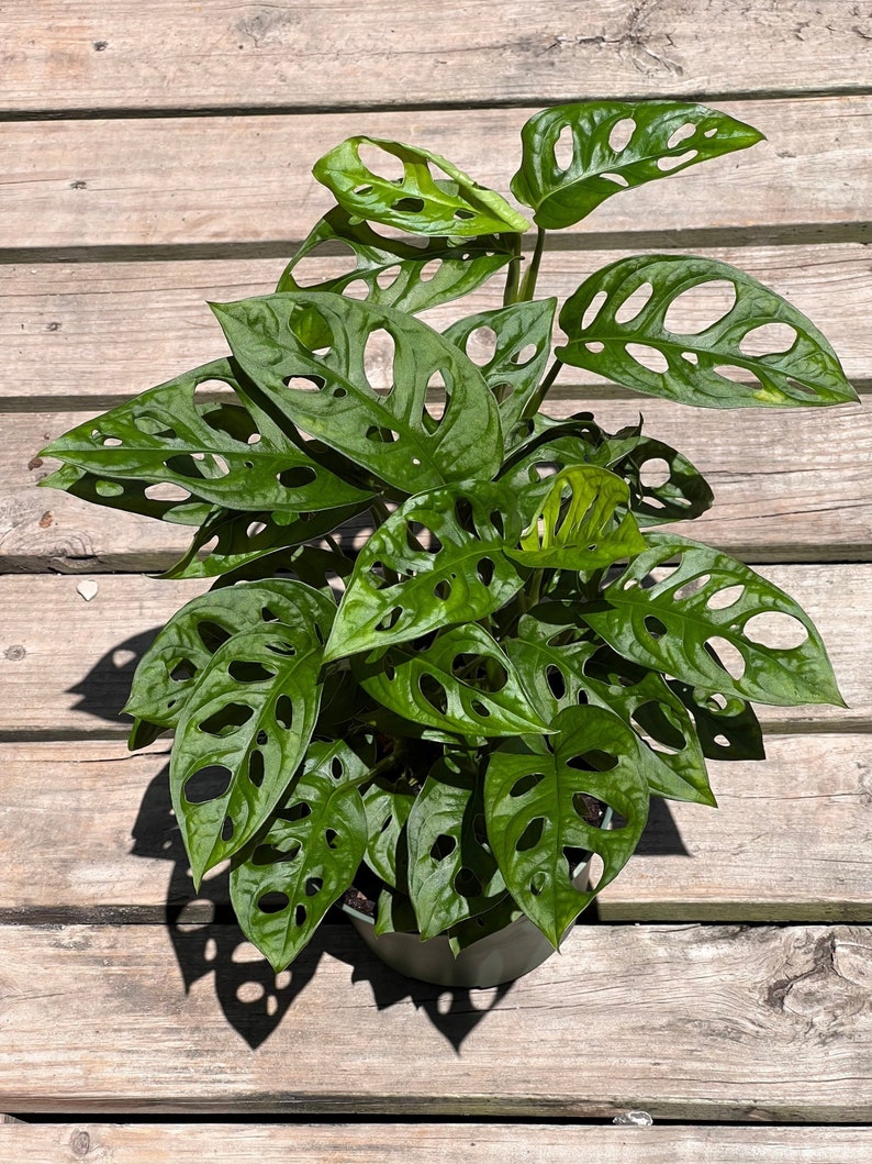 MONSTERA ADANSONII in 6 Inch Pot Swiss Cheese Plant - Etsy