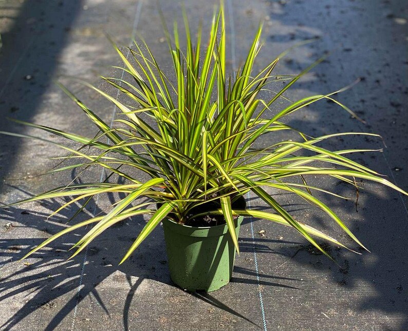 TheOddFrond Dracaena Marginata - Thumbnail 4