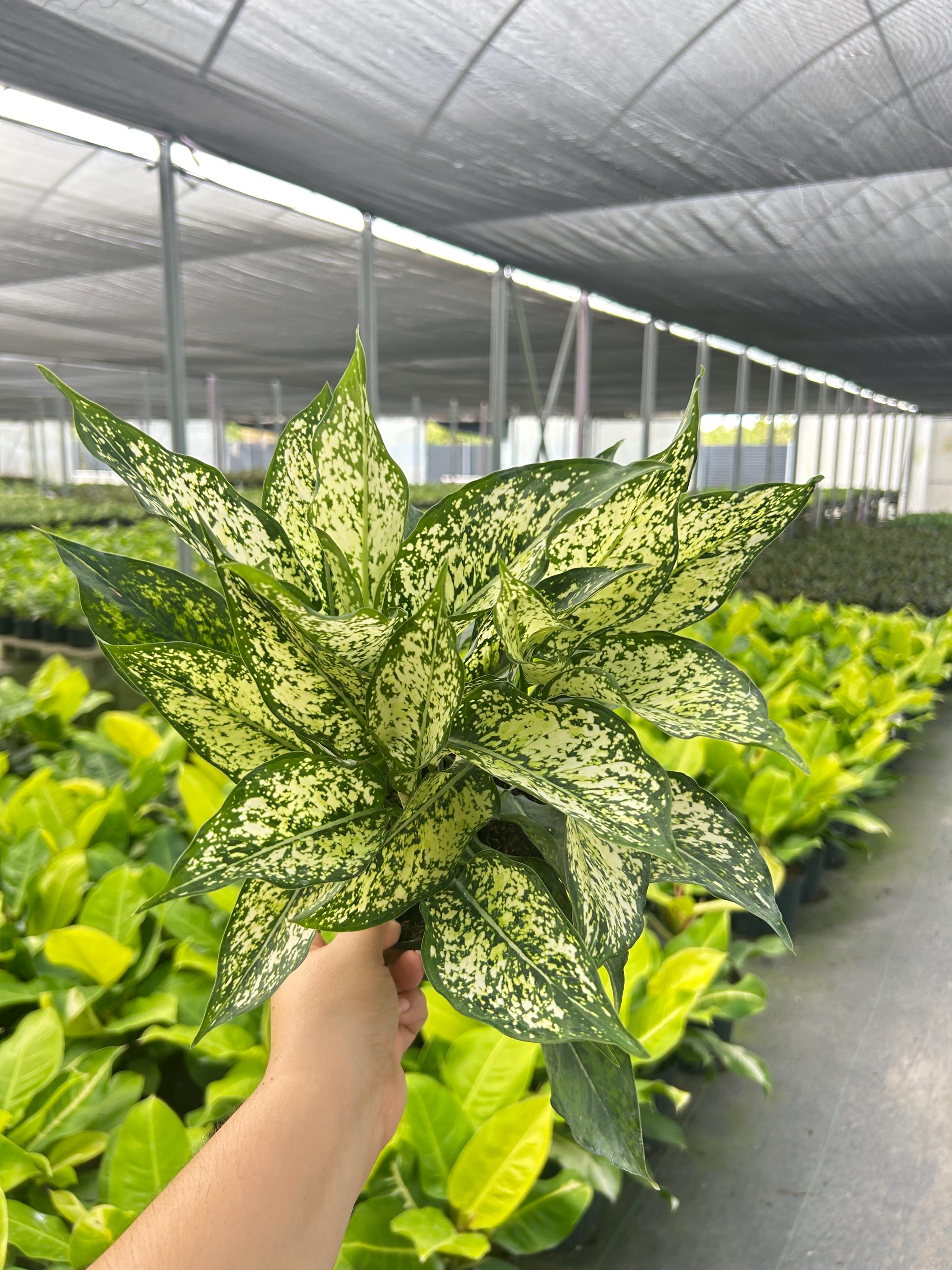 Aglaonema Memorial Osaka | Chinese Evergreen | Live Indoor