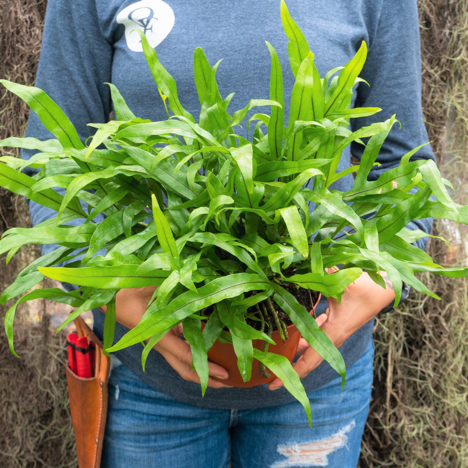 Kangaroo Paw Fern 6 Pot Wart Fern Indoor & Outdoor Live House Plant