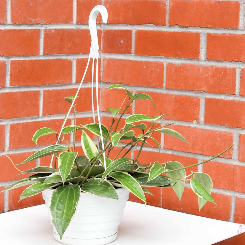 May include: A variegated houseplant with green and white leaves in a white hanging planter. The plant is hanging from a white metal hook.