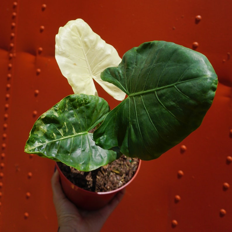 Albo Variegated Alocasia Macrorrhiza in 6 Pot RARE Elephant Ear Plant Indoor & Outdoor Live Tropical House plant Rooted Easy Care image 3