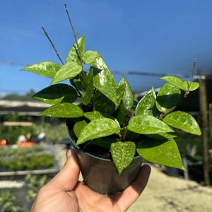 Op de afbeelding: Een kleine groene kamerplant met bonte bladeren in een zwarte plastic pot. De plant wordt in de hand van een persoon gehouden.