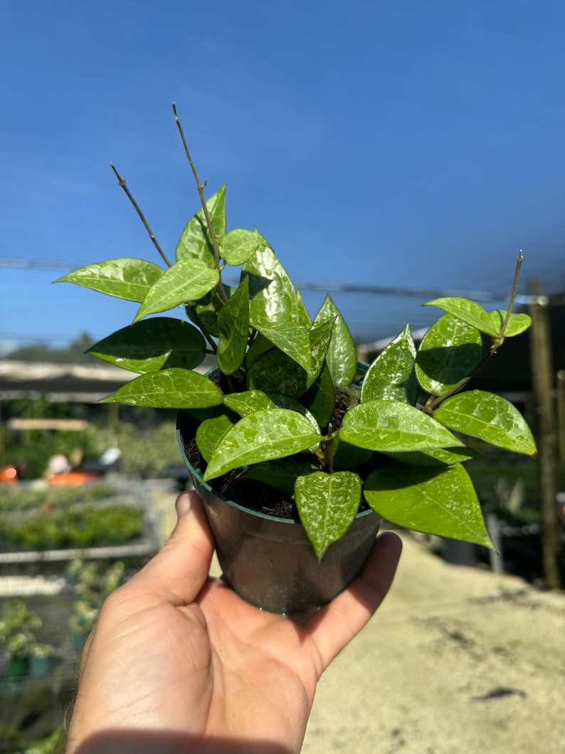Op de afbeelding: Een kleine groene kamerplant met bonte bladeren in een zwarte plastic pot. De plant wordt in de hand van een persoon gehouden.