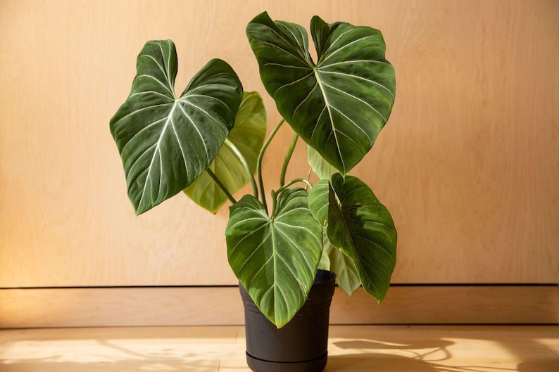 TheOddFrond Philodendron Gloriosum