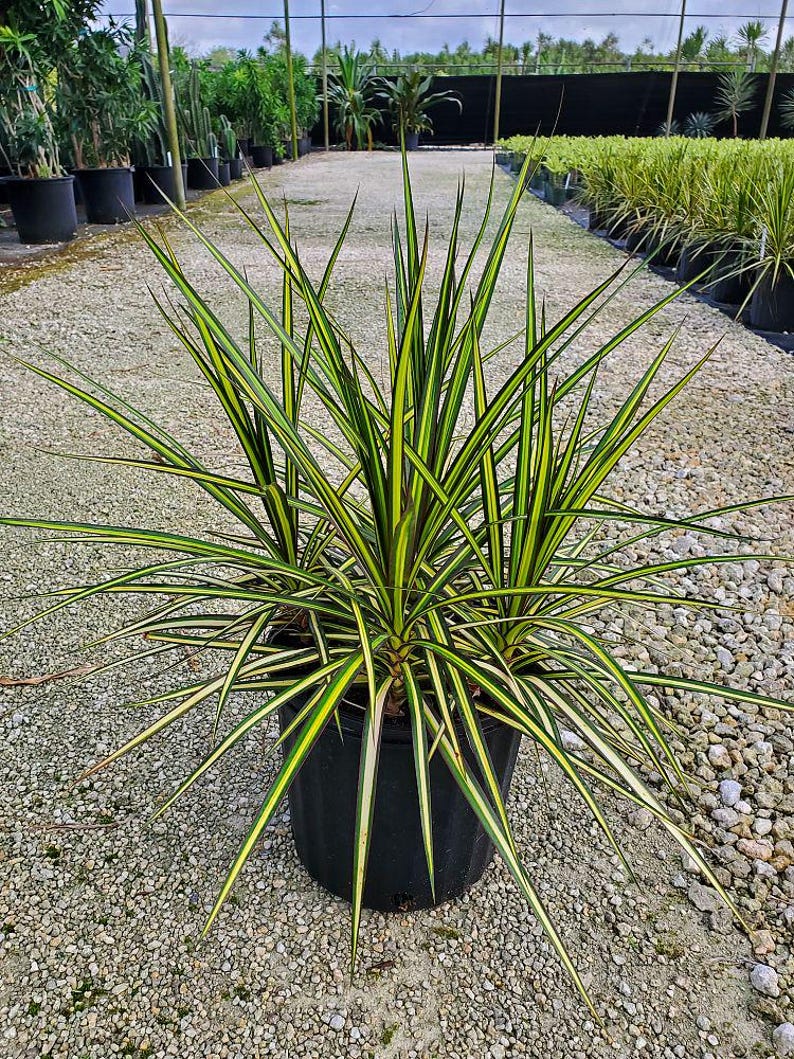 TheOddFrond Dracaena Marginata