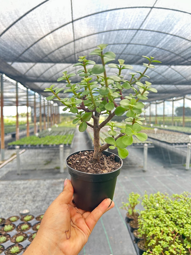 TheOddFrond Jade Portulacaria - Thumbnail 2
