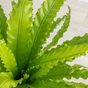 Bird's Nest Fern Asplenium nidus 6 Pot Indoor & Outdoor Live House plant Rooted Easy Care Starter Plant image 10