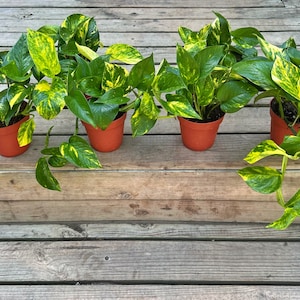 May include: Four potted plants with green and yellow variegated leaves. The plants are in brown pots and are sitting on a wooden deck.