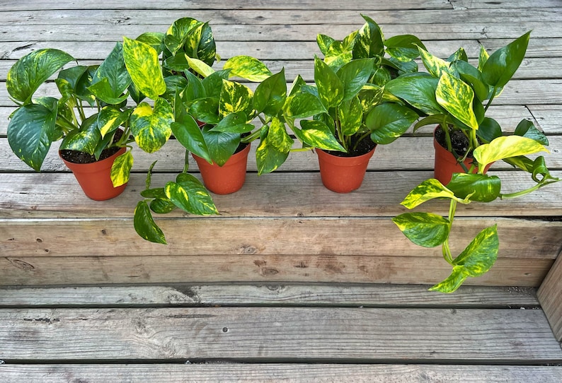 May include: Four potted plants with green and yellow variegated leaves. The plants are in brown pots and are sitting on a wooden deck.