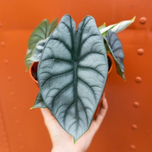 Alocasia 'Silver Dragon' Badinga | RARE Indoor and Outdoor Live Tropical House Plant | Rooted Easy Care Starter Plant