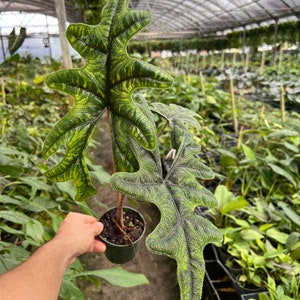 Alocasia Jacklyn Elephant Ears in 4” and  6" inch Pot | Indoor & Outdoor Live Tropical House plant | Rooted Easy Care Starter Plant