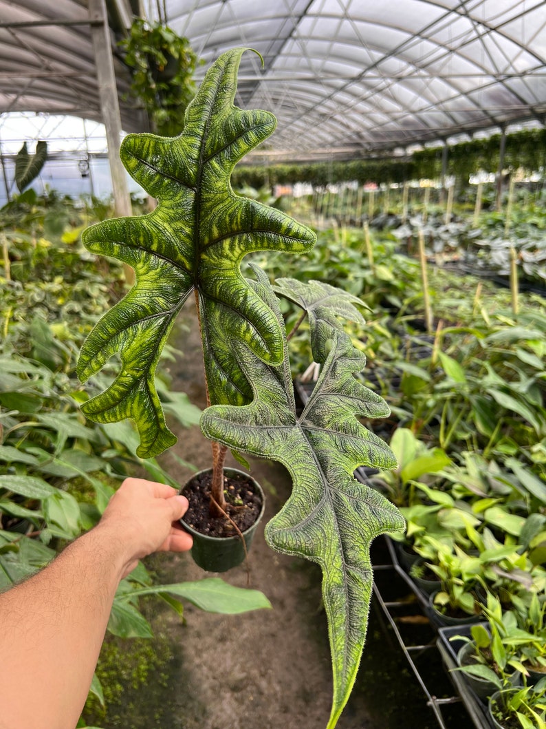 Alocasia Jacklyn Elephant Ears in 4” and  6" inch Pot | Indoor & Outdoor Live Tropical House plant | Rooted Easy Care Starter Plant