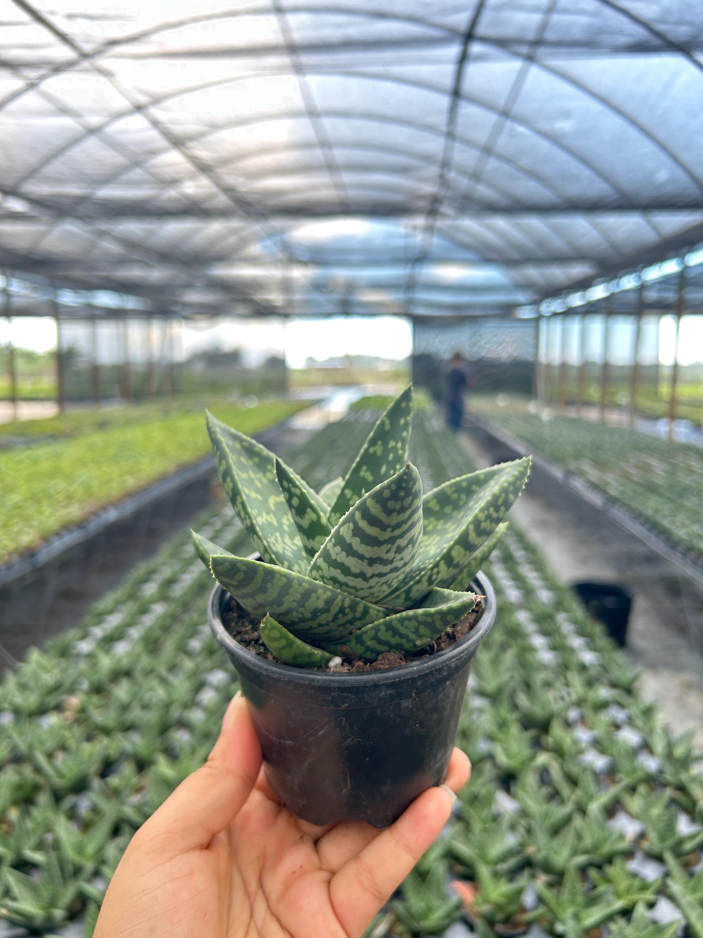 Haworthra Tiki Zilla | Live Tropical Succulent House Plant | Indoor &  Outdoor | Home and Office Decor | Easy Care in 4" and 6" Pot - Etsy