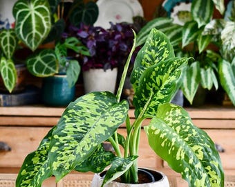Dieffenbachia Cheetah | Dumb Cane Plant | Live Indoor & Outdoor Houseplant  | Home and Office Decor | Easy Care Plant in 6" and 10" Pot - Etsy