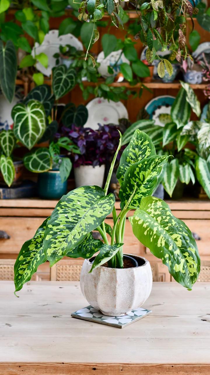 Dieffenbachia Mary Plant in 6 inch Pot