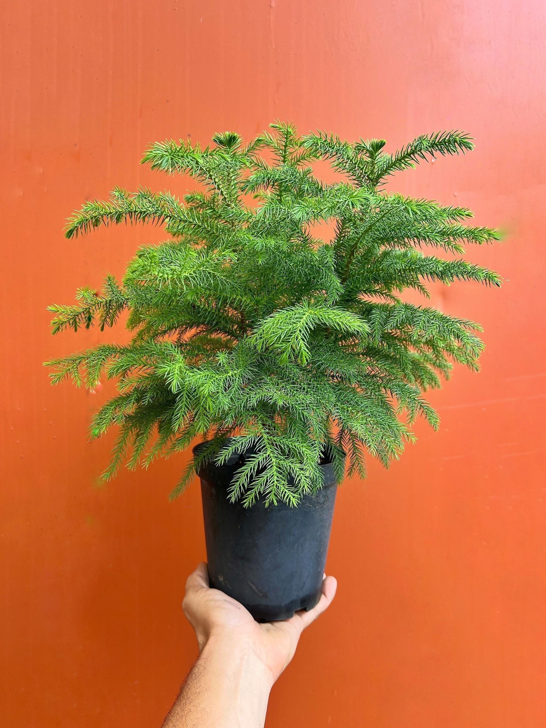 Norfolk Island Pine - Live Home and Office Decor Christmas Tree | Indoor  Houseplant for Holidays | Easy Care in 4", 6 & 10" Inch Pot - Etsy