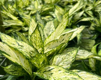 dracaena milky way Dracaena Milky Way, Elegant Indoor Plant for Stylish Green Spaces   rootsraja.in
