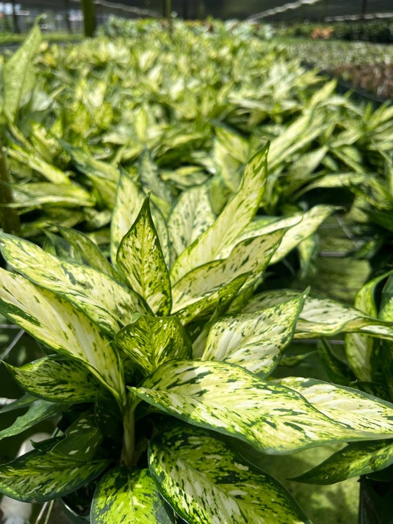 Dieffenbachia 'Starbright' 6"