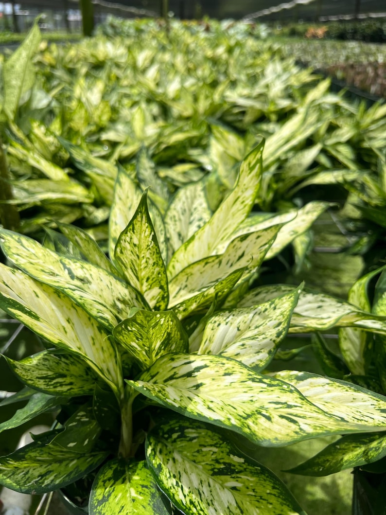 TheOddFrond Dieffenbachia Star Bright - Thumbnail 5