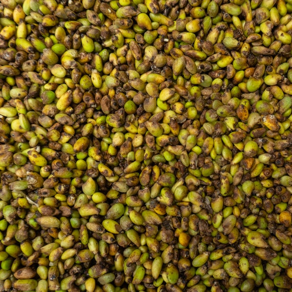 about diamond dog food Diamond Naturals Grain Free Whitefish & Sweet Potato Dry Dog Food