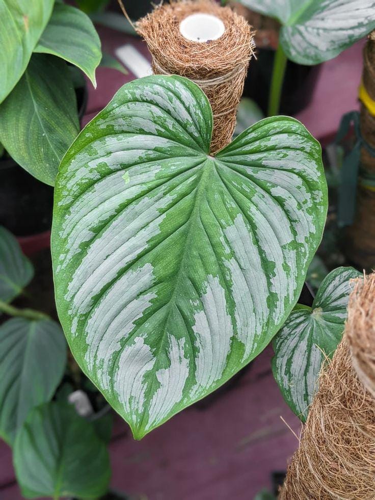 philodendron pink glory Philodendron Pink Glory (Lynamii x Gloriosum) main image 1