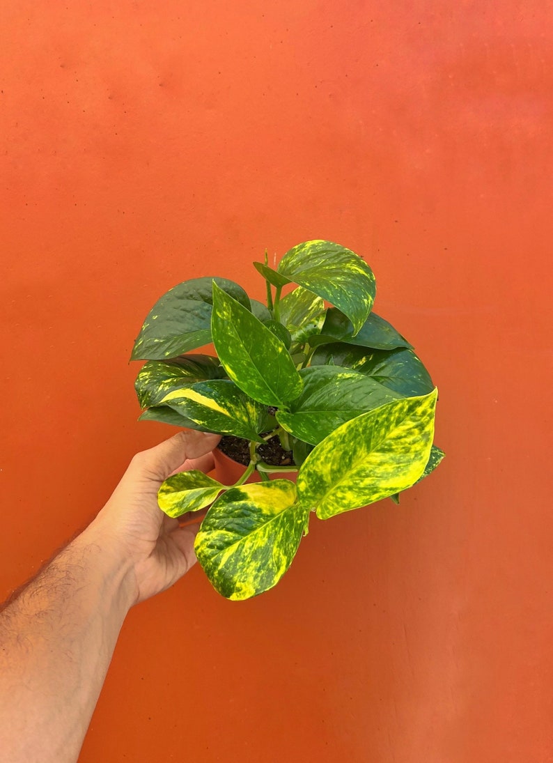 May include: A potted plant with green and yellow variegated leaves. The plant is being held in a hand against a bright orange background.