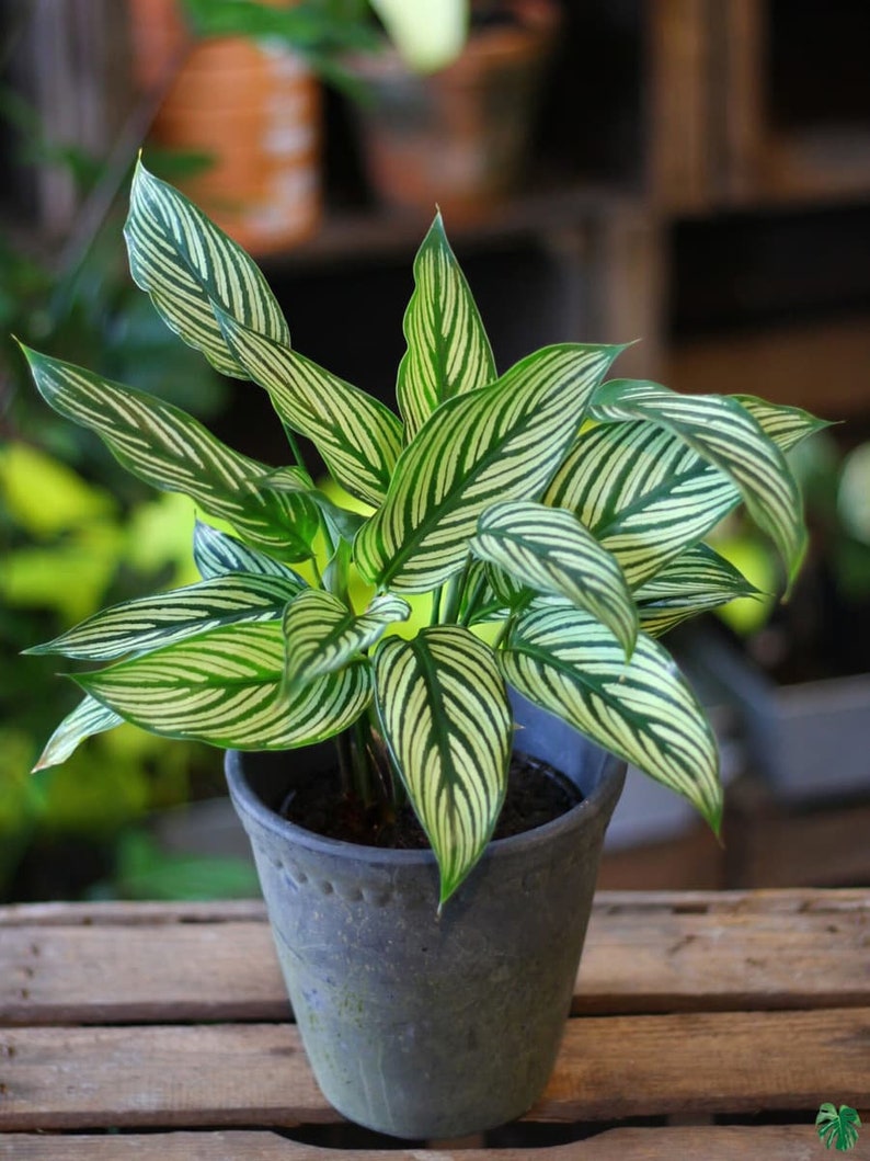 TheOddFrond Calathea Vittata Prayer Plant - Thumbnail 4