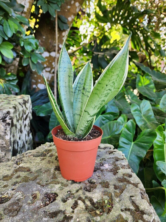 【人気ショップが最安値挑戦！】 PLANT SNAKE Sansevieria Pot Inch 6 or 4 With White Snow サンスベリア