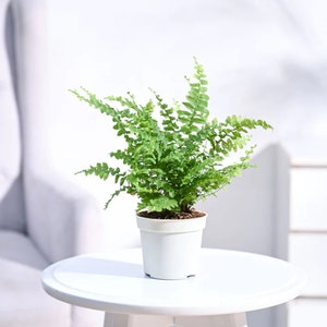 Op de afbeelding: Een kleine groene varenplant in een witte pot, die op een witte tafel staat.