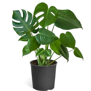May include: A green Monstera plant in a black plastic pot. The plant has large, deeply lobed leaves with holes.