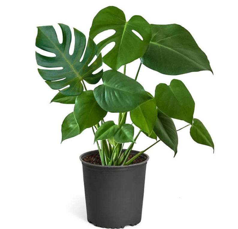 May include: A green Monstera plant in a black plastic pot. The plant has large, deeply lobed leaves with holes.