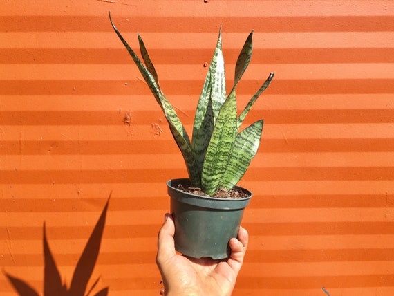 Buy SNAKE PLANT 'sansevieria Zeylanica' With Pot | LIVE Houseplant in 4" or  6" Inch Pot | Mother-in-law's Tongue | Easy Care Plant Online in India -  Etsy