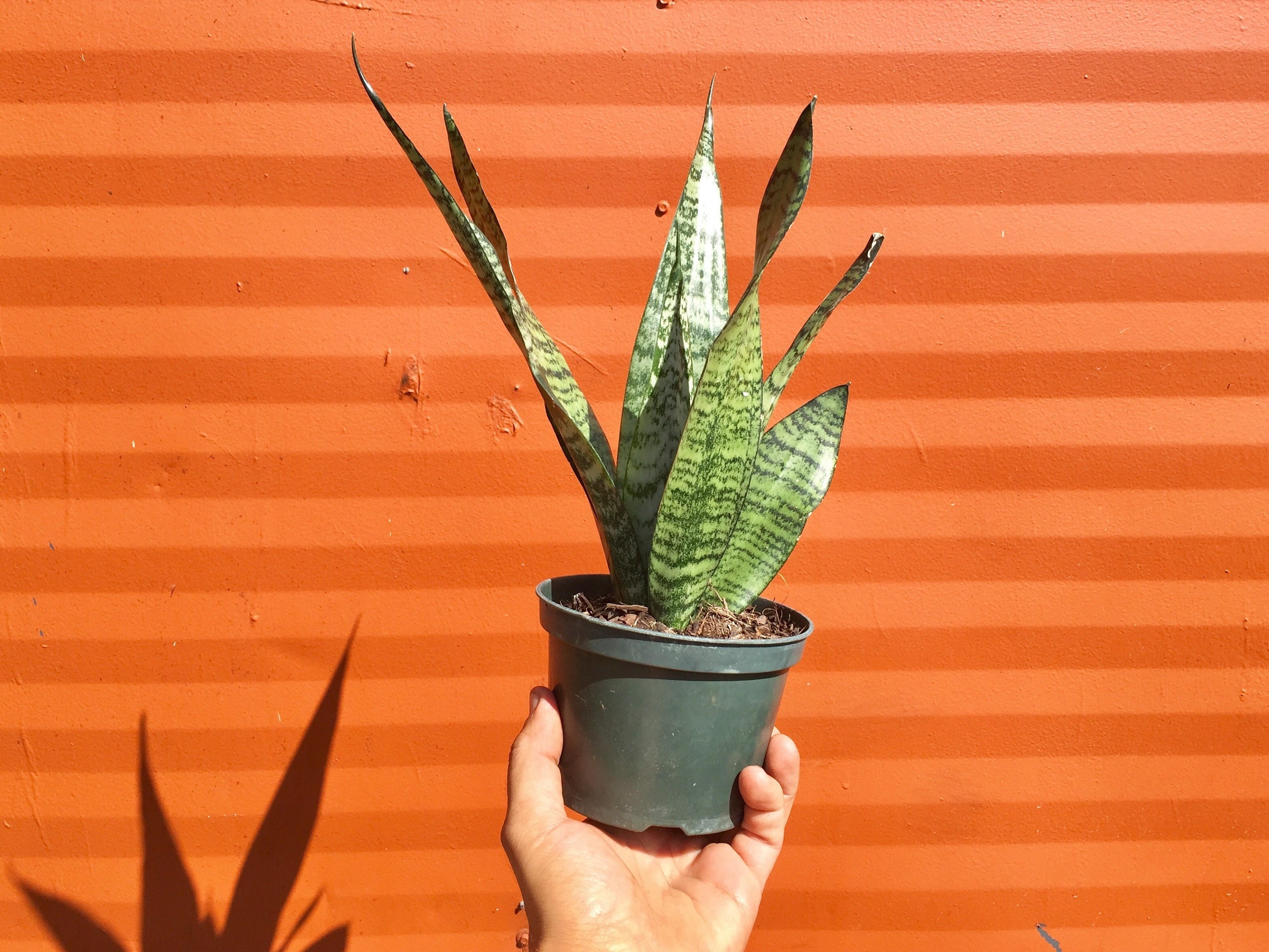 SNAKE PLANT 'Sansevieria Zeylanica' with Pot | LIVE Houseplant in 4" Inch Pot | Mother-In-Law’s Tongue | Easy Care Starter Plant