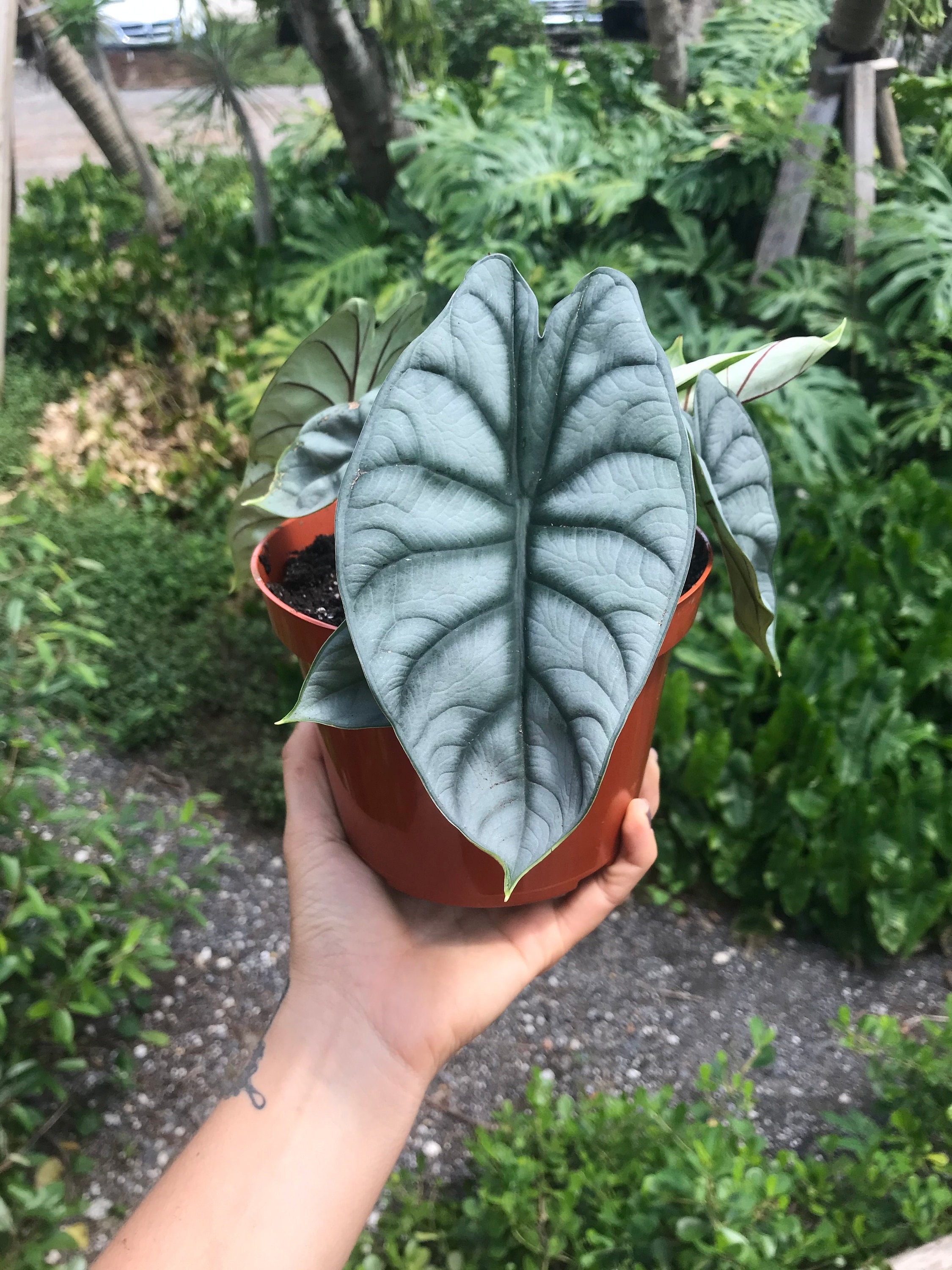Alocasia baginda 'Silver Dragon'斑入り アロカシア シルバードラゴン