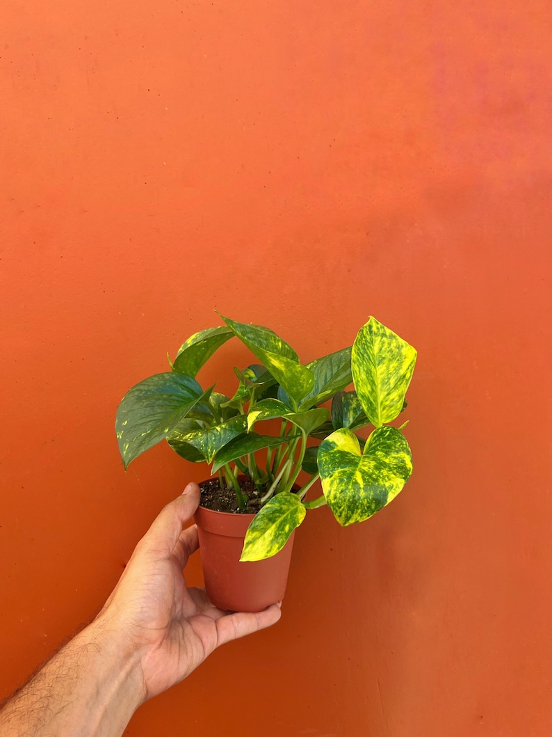 May include: A small potted plant with green and yellow variegated leaves. The plant is in a brown plastic pot and is being held by a hand against an orange background.