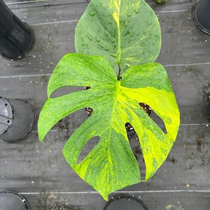 May include: A variegated Monstera plant with large, heart-shaped leaves featuring a mix of deep green and bright yellow patches. The foliage displays natural fenestrations and is covered in small water droplets, showing a vibrant color contrast.