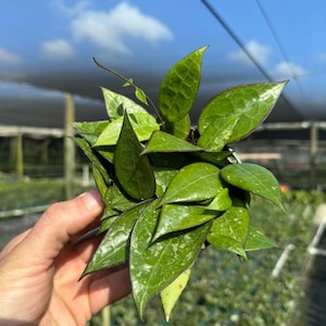 Op de afbeelding: Een close-up van een groene en paarse bonte kamerplant met hartvormige bladeren. De plant wordt in de hand van iemand gehouden.