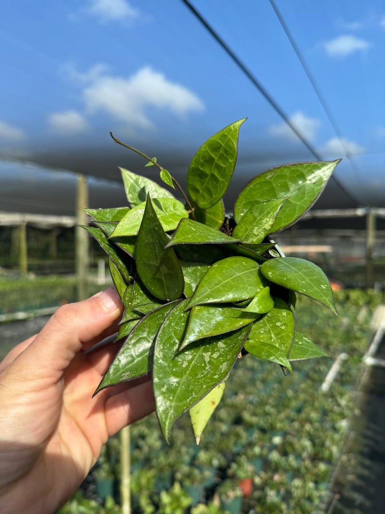 Op de afbeelding: Een close-up van een groene en paarse bonte kamerplant met hartvormige bladeren. De plant wordt in de hand van iemand gehouden.